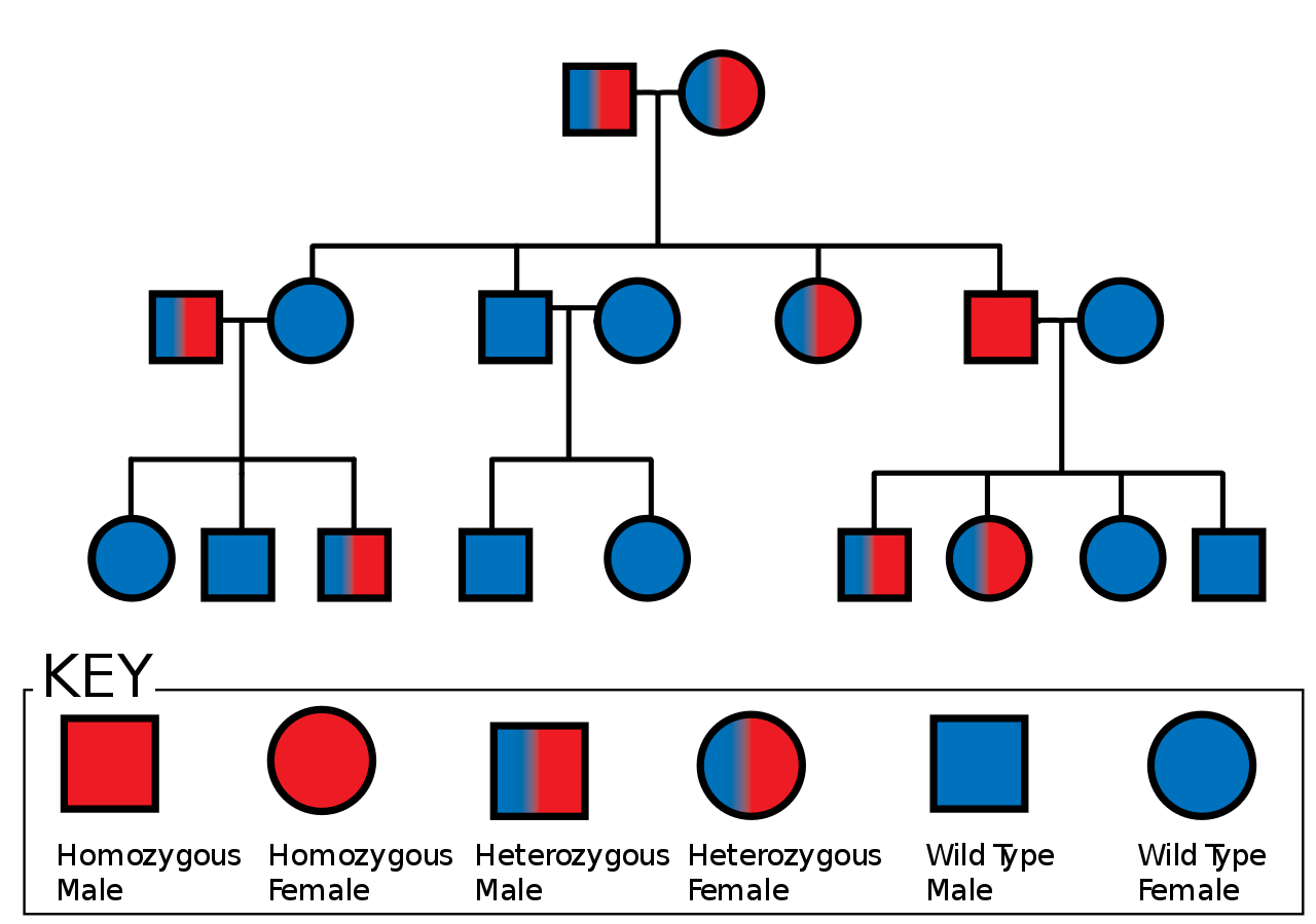 Autosomal DNA Testing